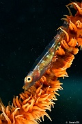 Cirripathes anguina Bryaninops youngei-Mahe Anse du riz-15m-20190609-Denis-ADER-DSC_8233_tn